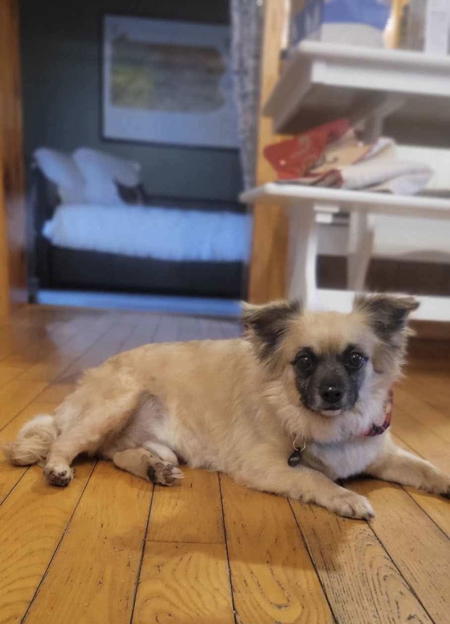 Banzai, an adoptable Pomeranian, Cairn Terrier in Lewistown, PA, 17044 | Photo Image 1