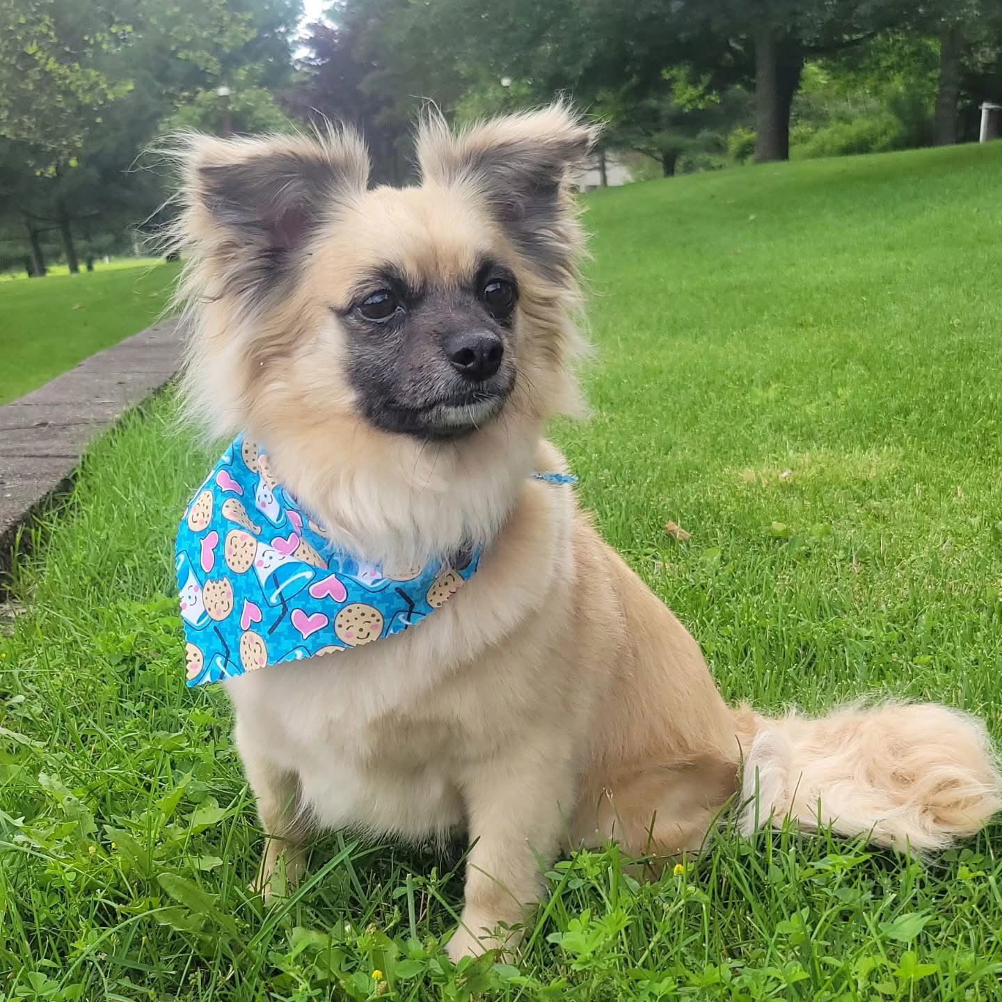 Banzai, an adoptable Pomeranian, Cairn Terrier in Lewistown, PA, 17044 | Photo Image 1