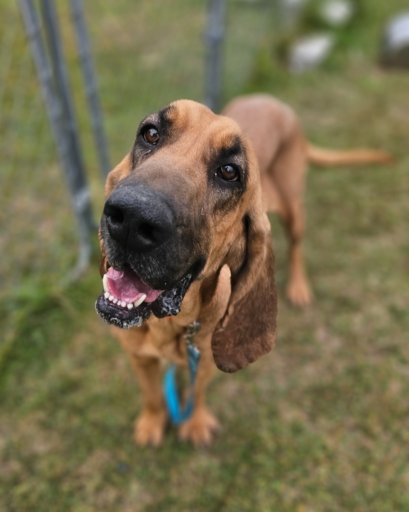 Vixey, an adoptable Bloodhound, Hound in Darlington, SC, 29532 | Photo Image 1