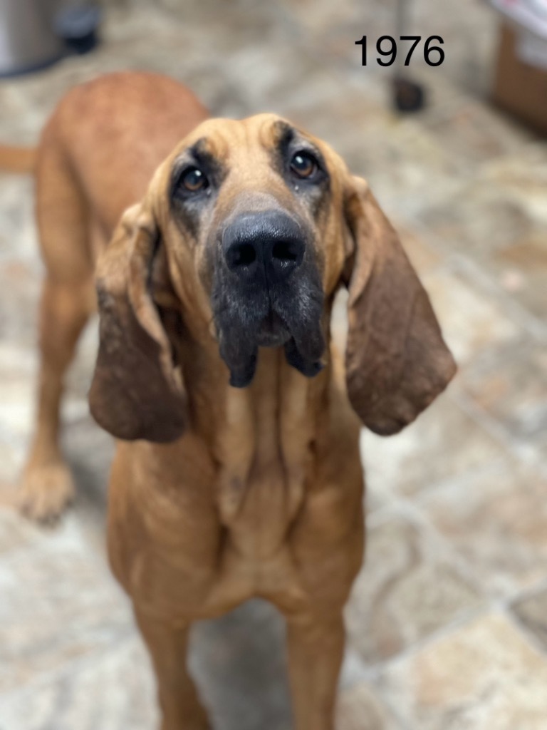 Vixey, an adoptable Bloodhound, Hound in Darlington, SC, 29532 | Photo Image 2