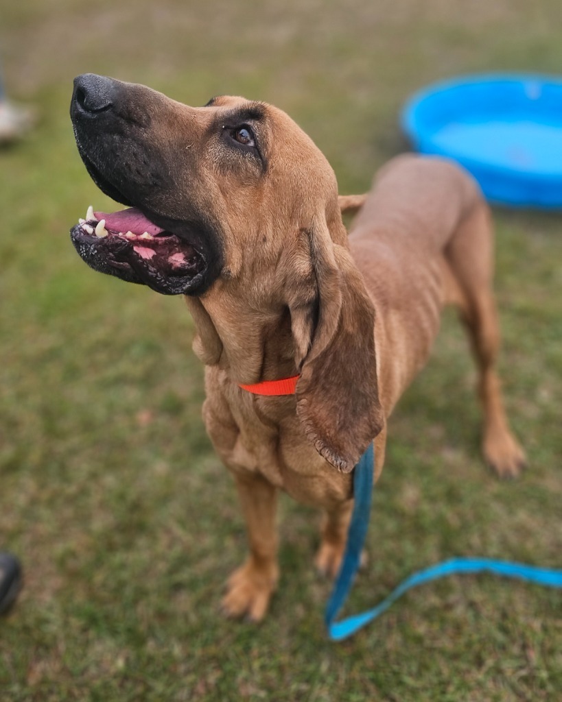 Vixey, an adoptable Bloodhound, Hound in Darlington, SC, 29532 | Photo Image 3