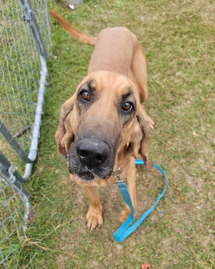 Vixey, an adoptable Bloodhound, Hound in Darlington, SC, 29532 | Photo Image 4