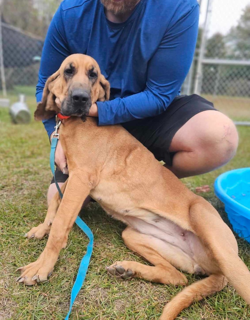 Vixey, an adoptable Bloodhound, Hound in Darlington, SC, 29532 | Photo Image 5