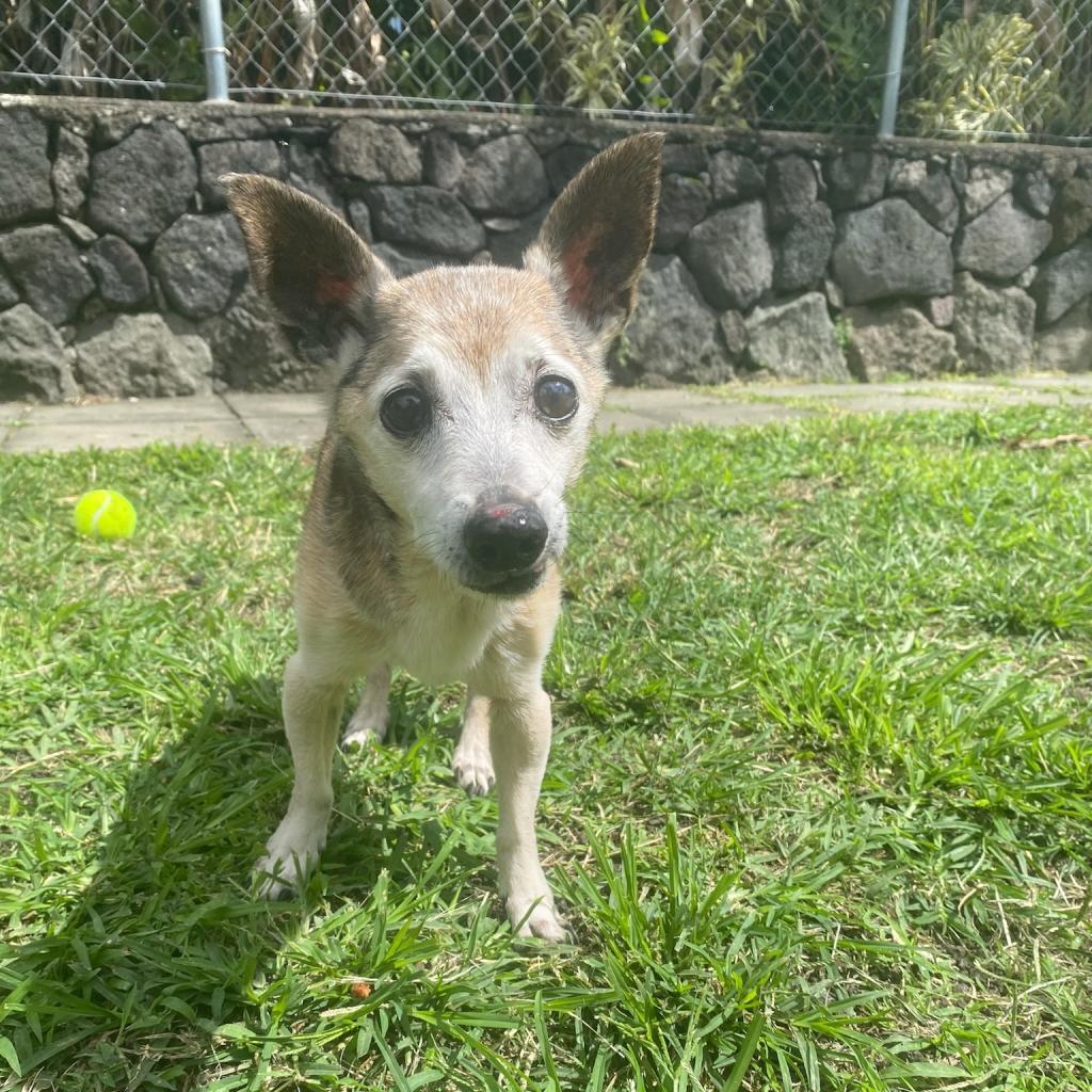 Aku (in Hospice Foster), an adoptable Chihuahua in Keaau, HI, 96749 | Photo Image 1