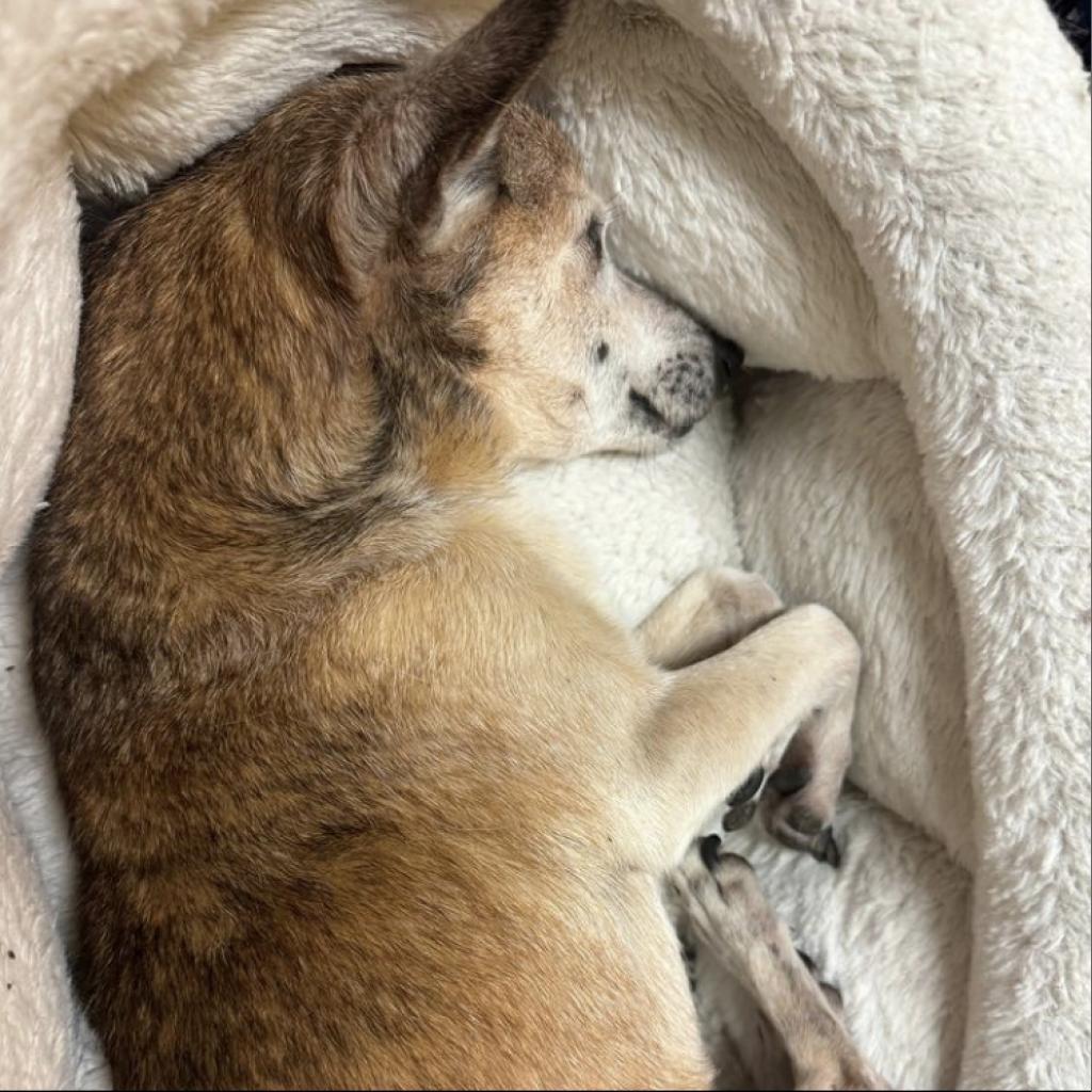 Aku (in Hospice Foster), an adoptable Chihuahua in Keaau, HI, 96749 | Photo Image 2