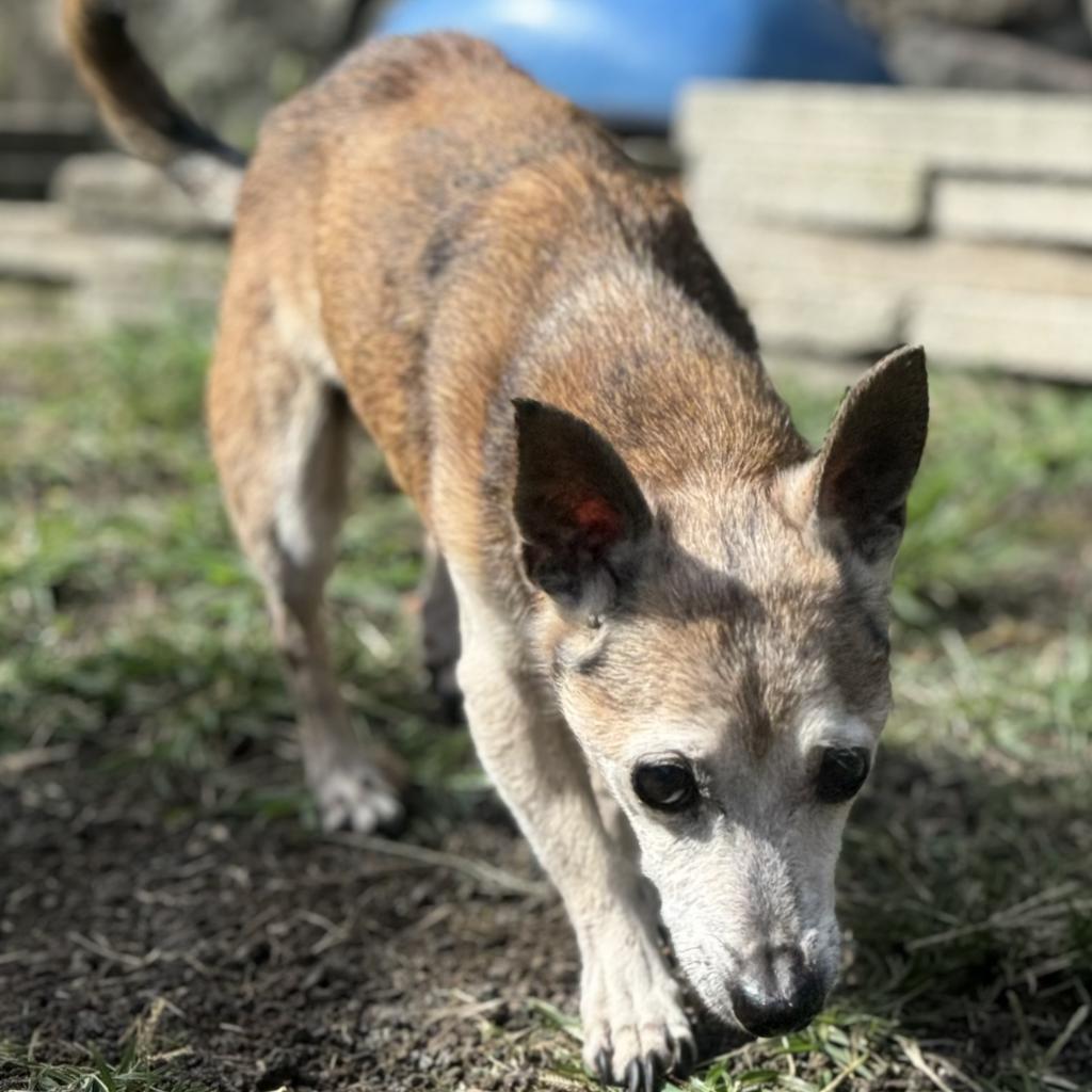 Aku (in Hospice Foster), an adoptable Chihuahua in Keaau, HI, 96749 | Photo Image 4