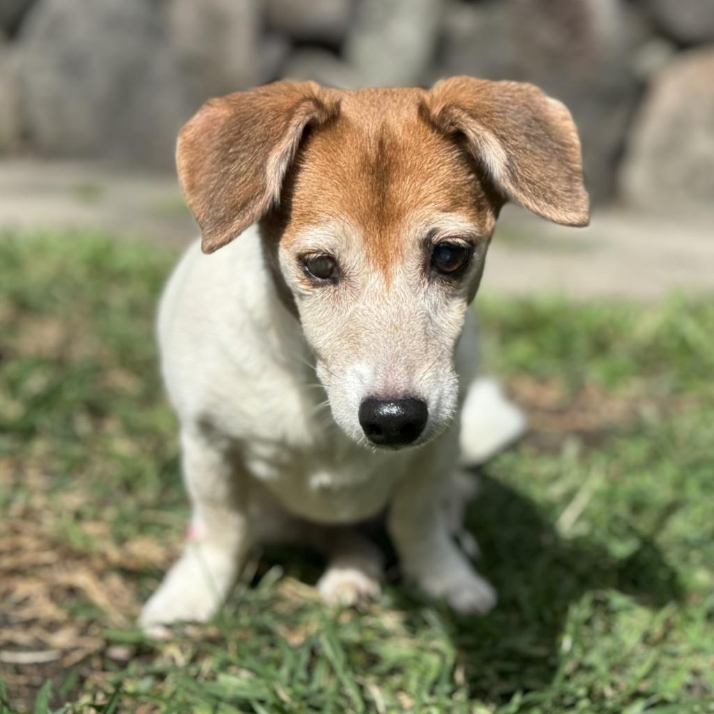 Gracie, an adoptable Jack Russell Terrier in Keaau, HI, 96749 | Photo Image 1