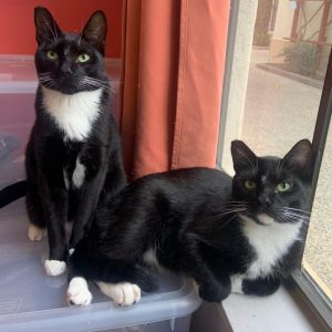 Frank and Fred are sweet bonded brothers who are playful and loving - they are a