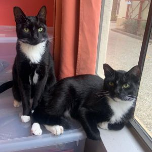 Frank and Fred are sweet bonded brothers who are playful and loving - they are a
