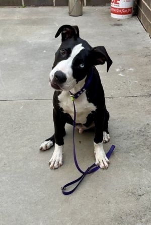 Fido- IN FOSTER, Young Male Mixed Breed