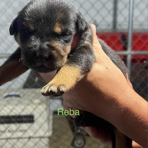 Reba