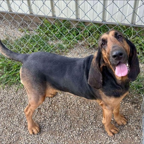 Jessie, an adoptable Bloodhound in Normal, IL, 61761 | Photo Image 1