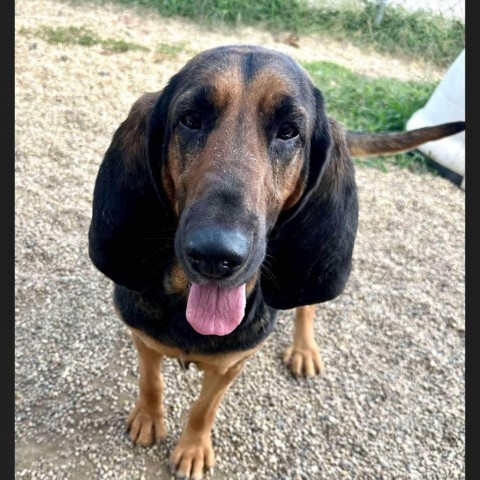 Jessie, an adoptable Bloodhound in Normal, IL, 61761 | Photo Image 2