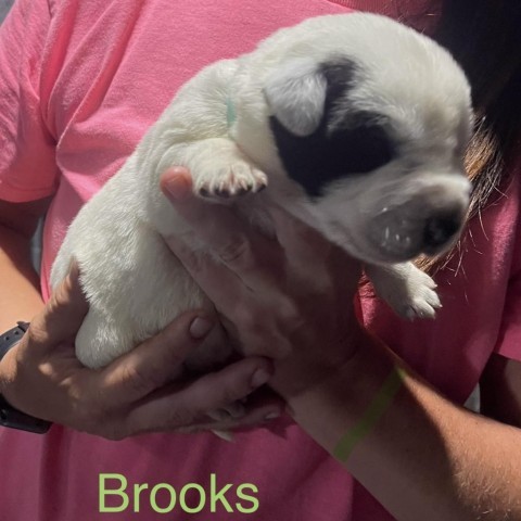 Brooks