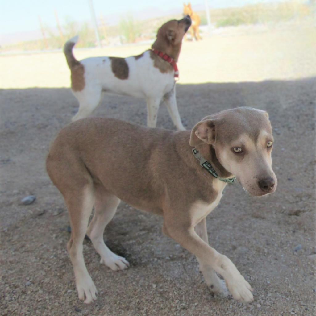 Brooke, an adoptable Mixed Breed in Las Cruces, NM, 88012 | Photo Image 2