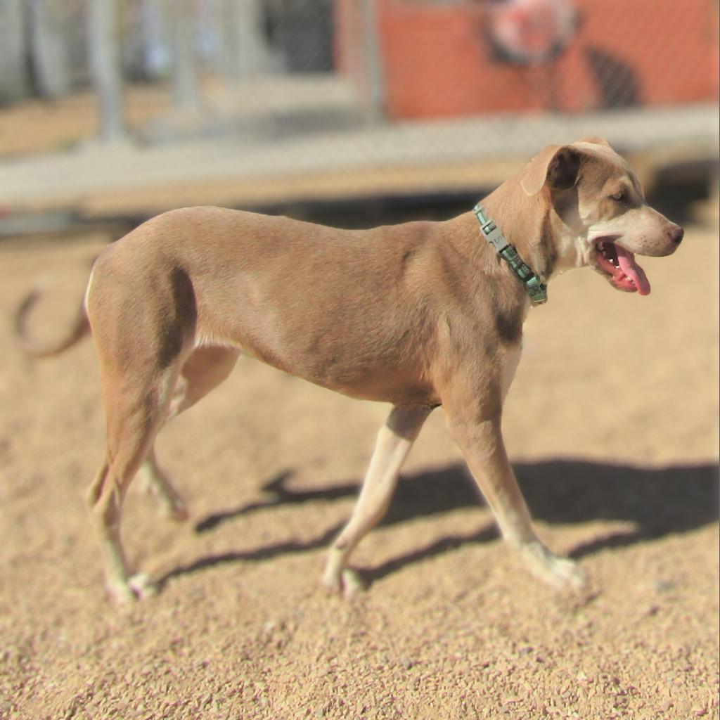 Brooke, an adoptable Mixed Breed in Las Cruces, NM, 88012 | Photo Image 3