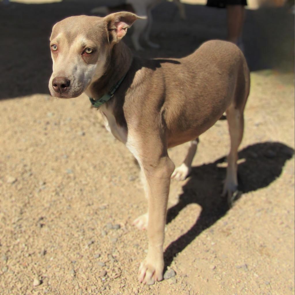 Brooke, an adoptable Mixed Breed in Las Cruces, NM, 88012 | Photo Image 5