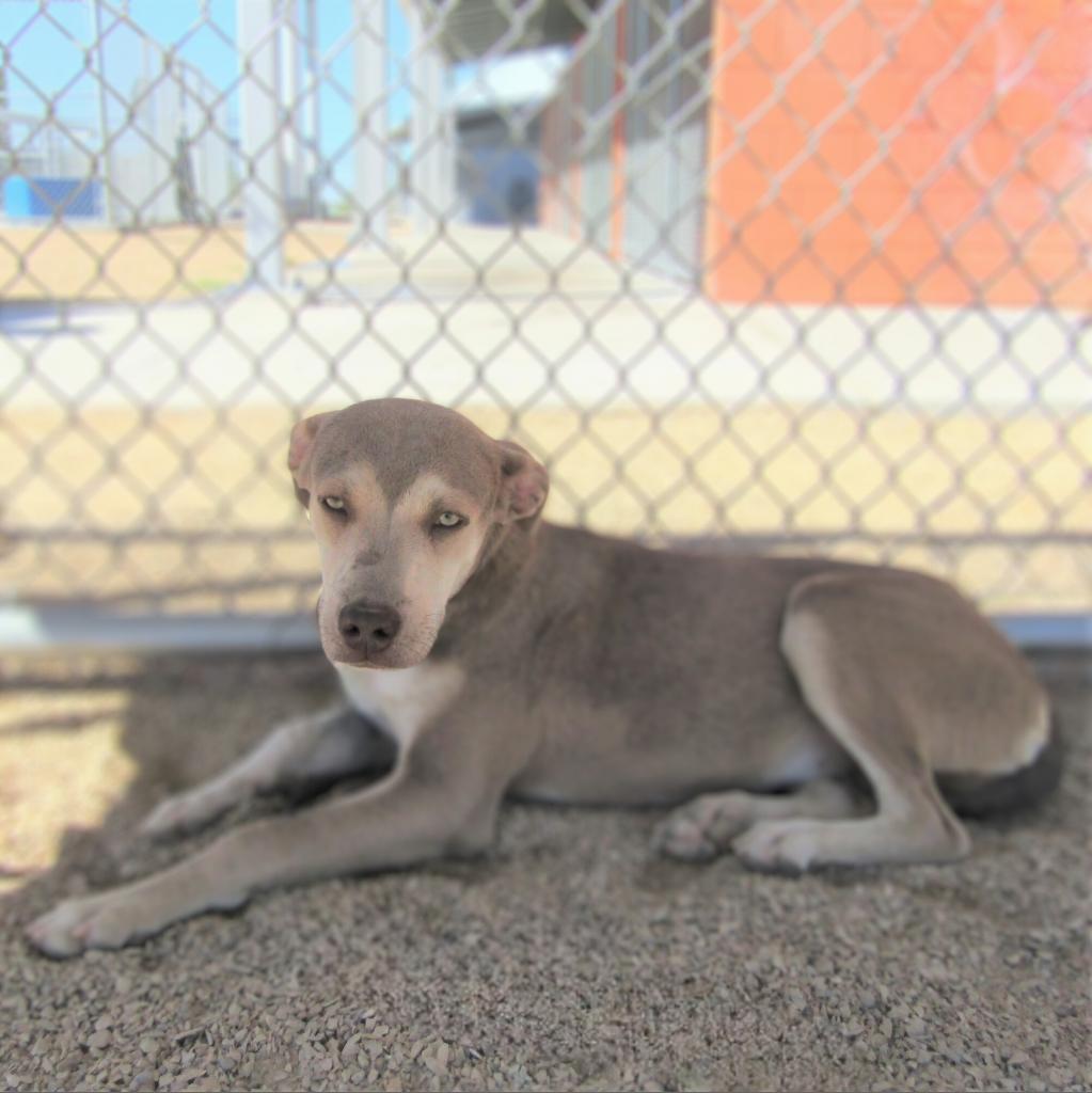 Brooke, an adoptable Mixed Breed in Las Cruces, NM, 88012 | Photo Image 6