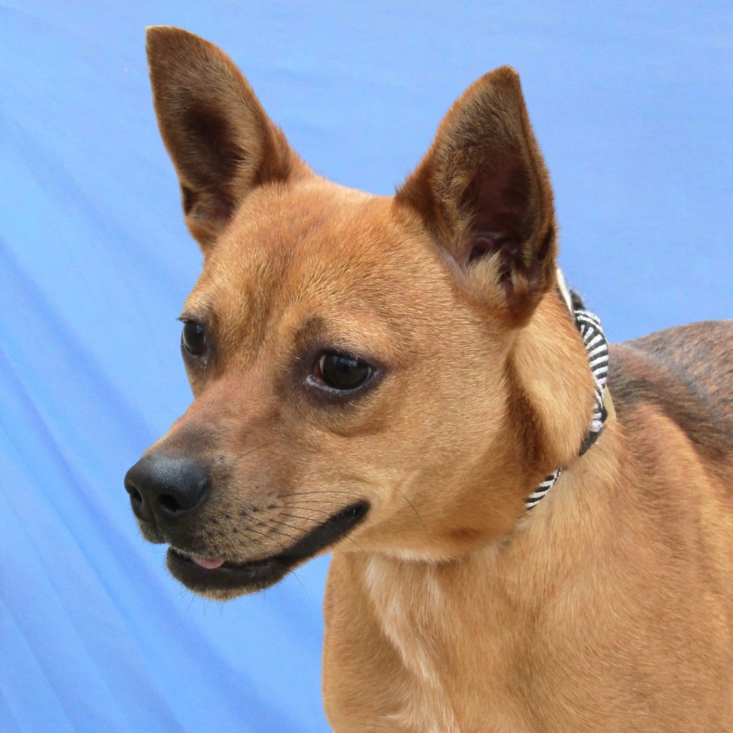 Hailey, an adoptable Mixed Breed in Las Cruces, NM, 88012 | Photo Image 1