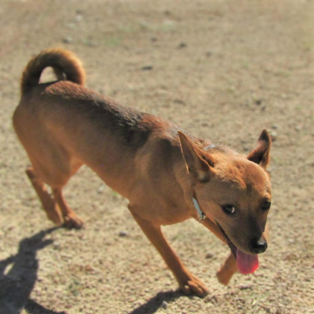 Hailey, an adoptable Mixed Breed in Las Cruces, NM, 88012 | Photo Image 3