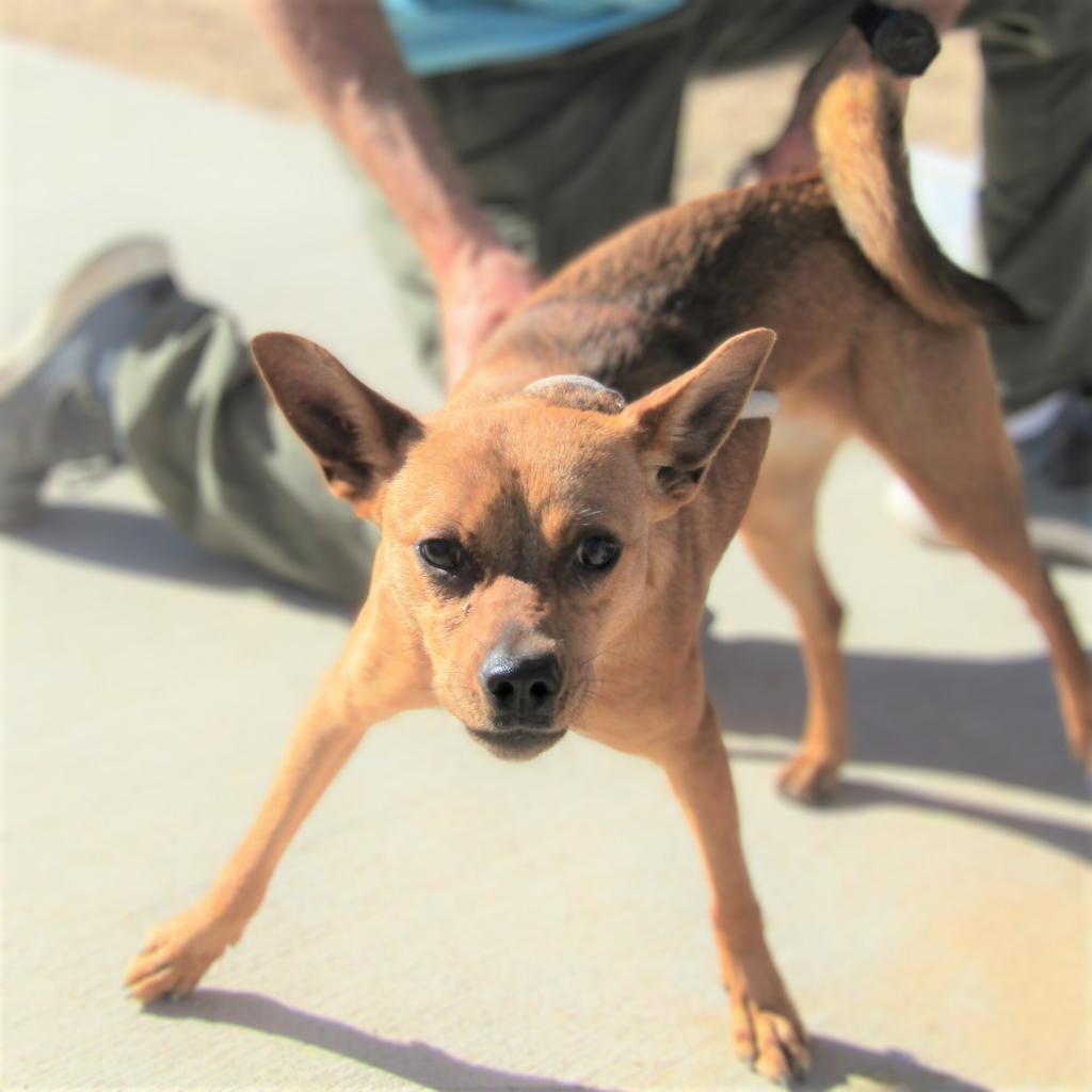 Hailey, an adoptable Mixed Breed in Las Cruces, NM, 88012 | Photo Image 4