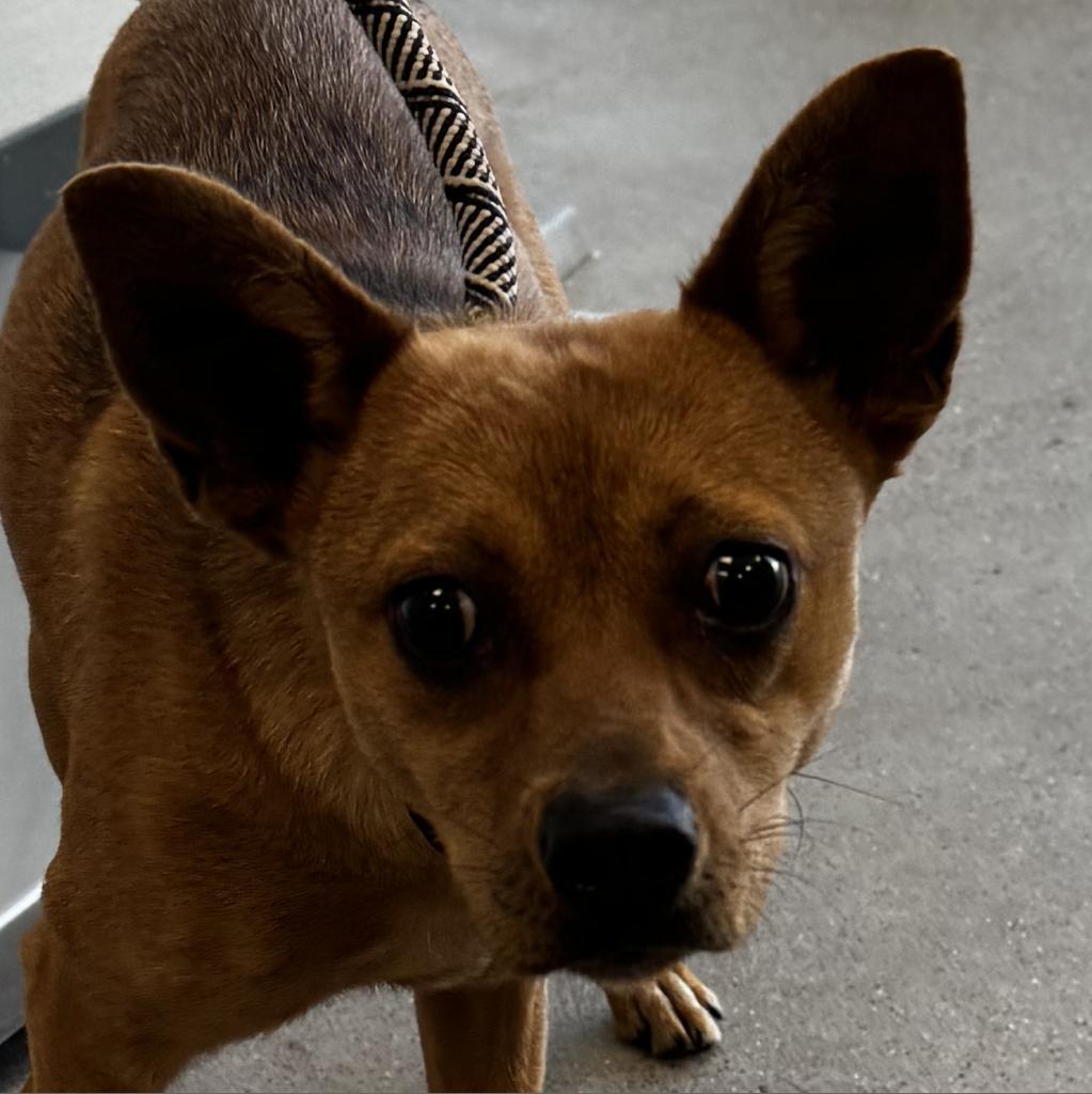 Hailey, an adoptable Mixed Breed in Las Cruces, NM, 88012 | Photo Image 6