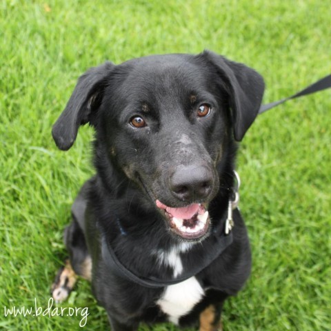 Jackson, an adoptable Labrador Retriever in Cheyenne, WY, 82009 | Photo Image 1