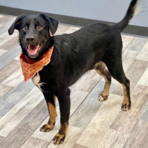 Jackson, an adoptable Labrador Retriever in Cheyenne, WY, 82009 | Photo Image 2