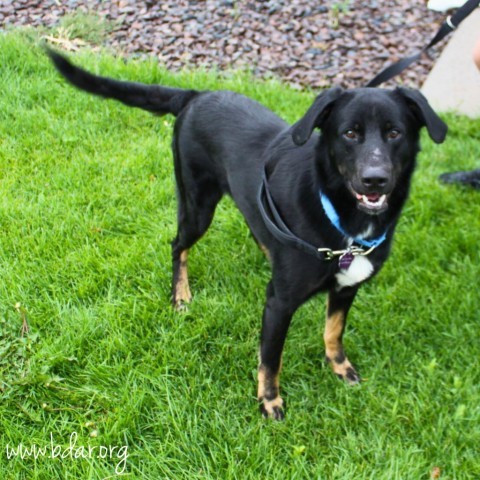 Jackson, an adoptable Labrador Retriever in Cheyenne, WY, 82009 | Photo Image 3