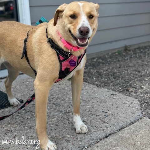 Bella, an adoptable Labrador Retriever in Cheyenne, WY, 82009 | Photo Image 1