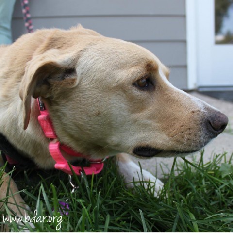 Bella, an adoptable Labrador Retriever in Cheyenne, WY, 82009 | Photo Image 2