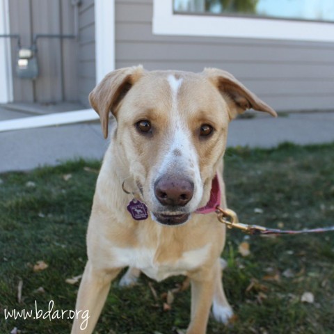 Bella, an adoptable Labrador Retriever in Cheyenne, WY, 82009 | Photo Image 4