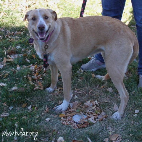 Bella, an adoptable Labrador Retriever in Cheyenne, WY, 82009 | Photo Image 5