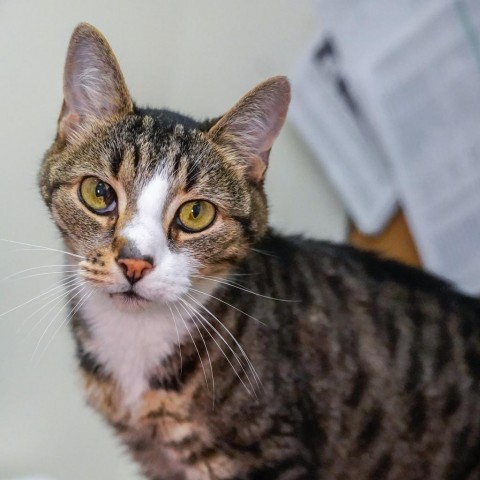 Mickey, an adoptable Domestic Short Hair in Thomaston, ME, 04861 | Photo Image 1