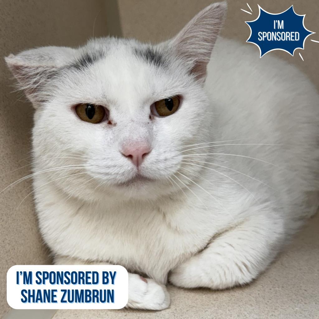 Marshmallow, an adoptable Domestic Short Hair in Great Falls, MT, 59404 | Photo Image 1