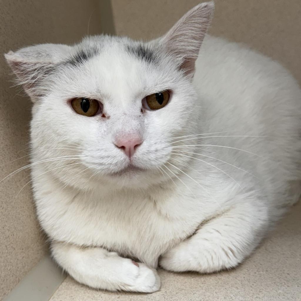 Marshmallow, an adoptable Domestic Short Hair in Great Falls, MT, 59404 | Photo Image 2