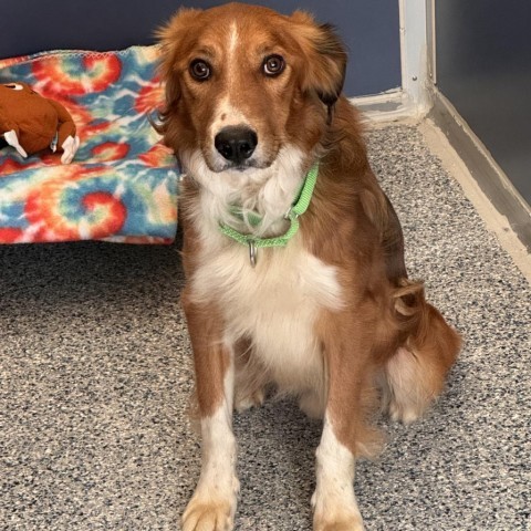 Benji, an adoptable Mixed Breed in Great Falls, MT, 59404 | Photo Image 1