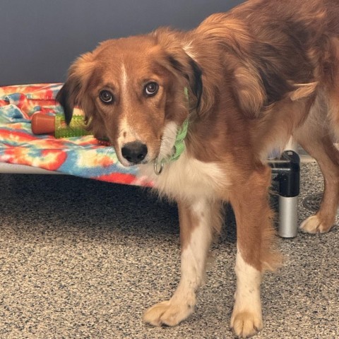 Benji, an adoptable Mixed Breed in Great Falls, MT, 59404 | Photo Image 2