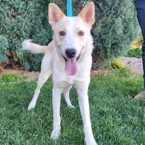 Tortilla, an adoptable Mixed Breed in Great Falls, MT, 59404 | Photo Image 1