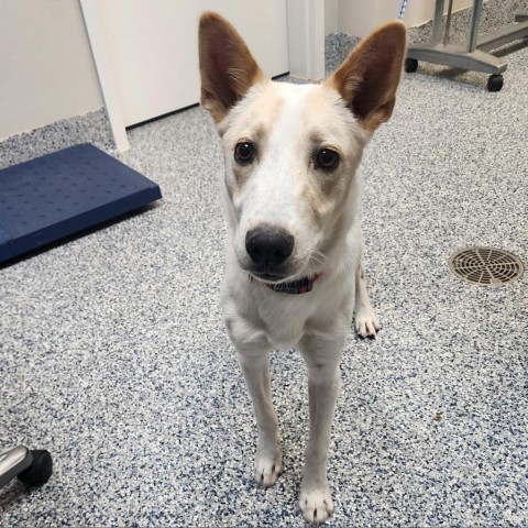 Tortilla, an adoptable Mixed Breed in Great Falls, MT, 59404 | Photo Image 2