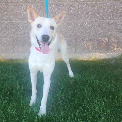 Tortilla, an adoptable Mixed Breed in Great Falls, MT, 59404 | Photo Image 3