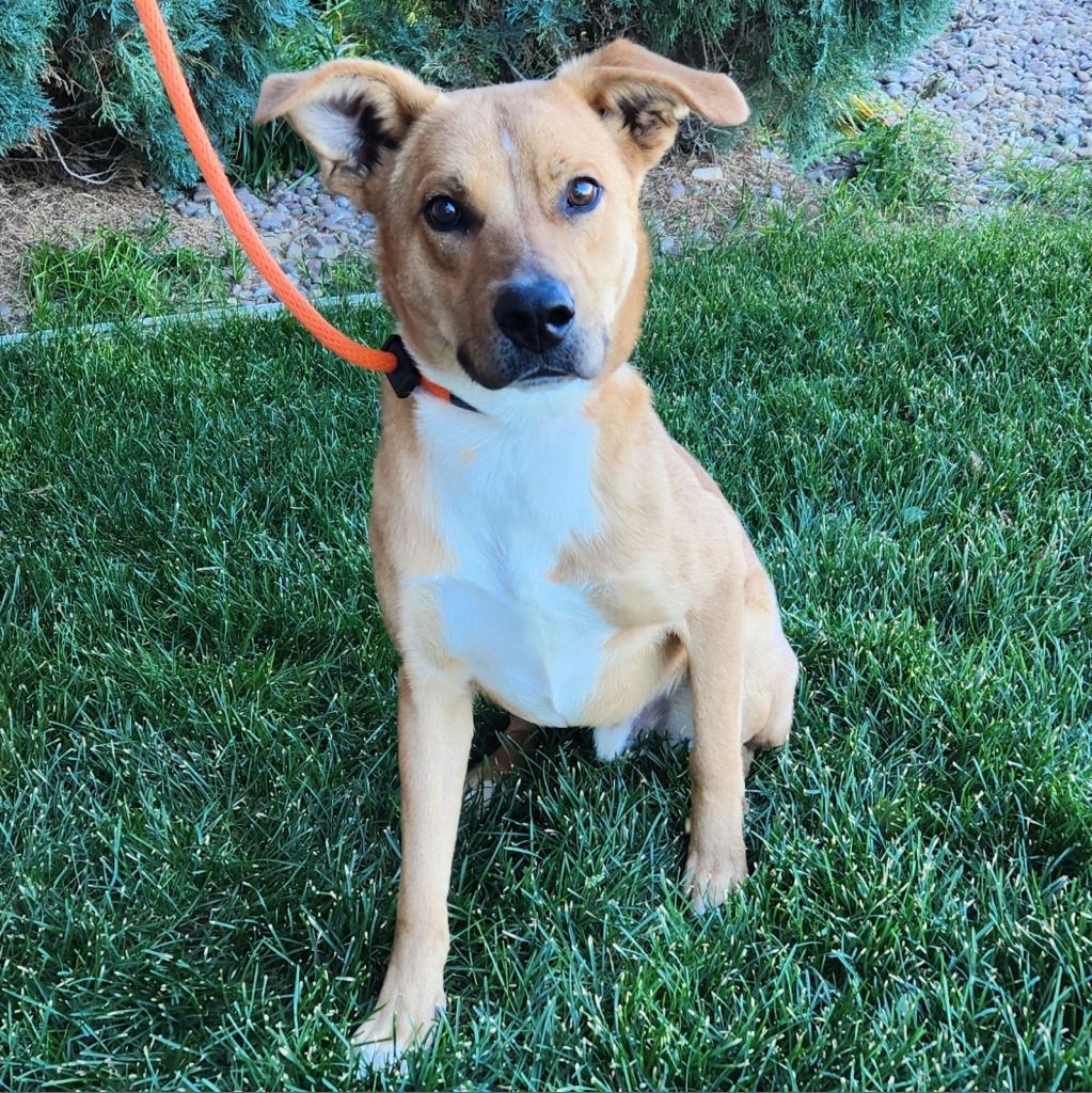 Robert, an adoptable Mixed Breed in Great Falls, MT, 59404 | Photo Image 1