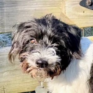 Hachi Terrier Dog