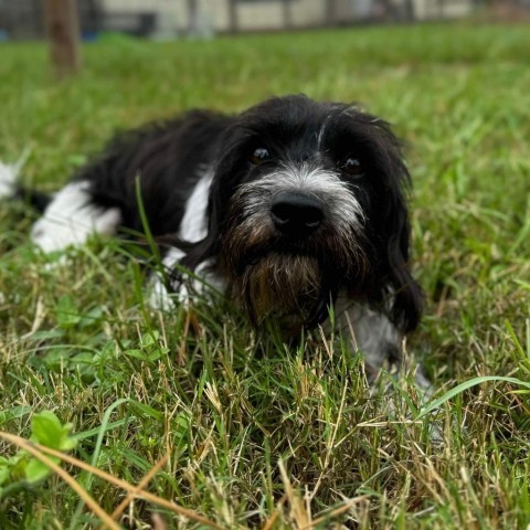 Hachi