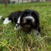 Hachi photo 1