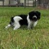 Hachi photo 3
