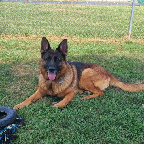 Petra, an adoptable German Shepherd Dog in Elizabeth, IL, 61028 | Photo Image 2