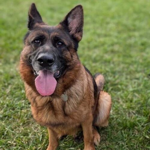 Petra, an adoptable German Shepherd Dog in Elizabeth, IL, 61028 | Photo Image 3