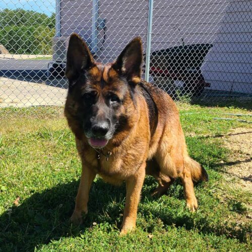 Petra, an adoptable German Shepherd Dog in Elizabeth, IL, 61028 | Photo Image 4