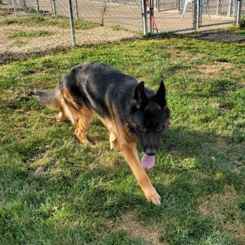 Randy, an adoptable German Shepherd Dog in Elizabeth, IL, 61028 | Photo Image 2
